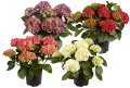Hortensia i 17 cm potte